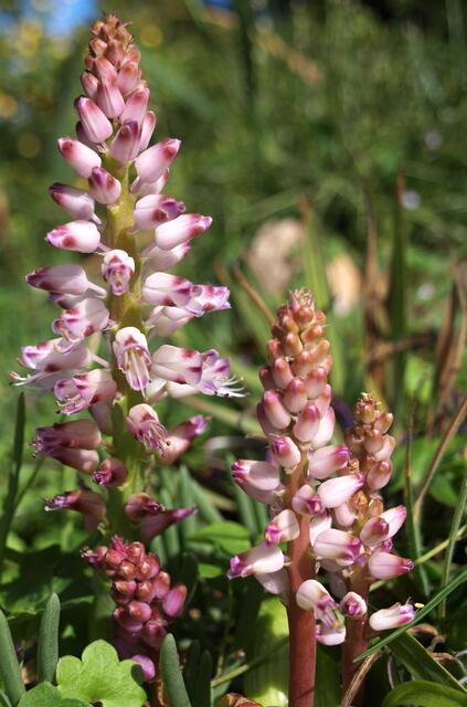 Lachenalia purpureo-coerulea