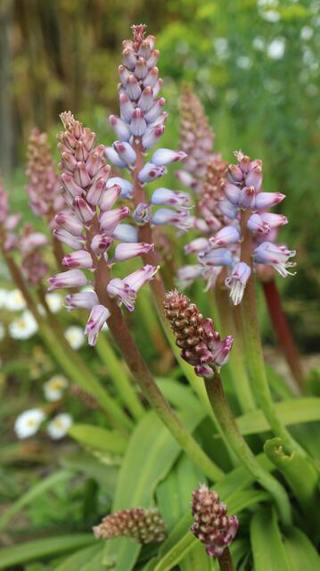 Lachenalia purpureo-coerulea