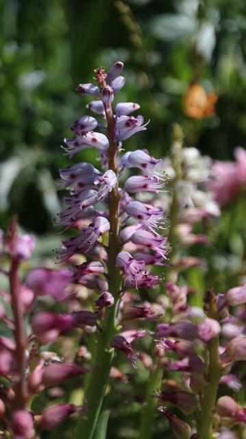 Lachenalia purpureo-coerulea