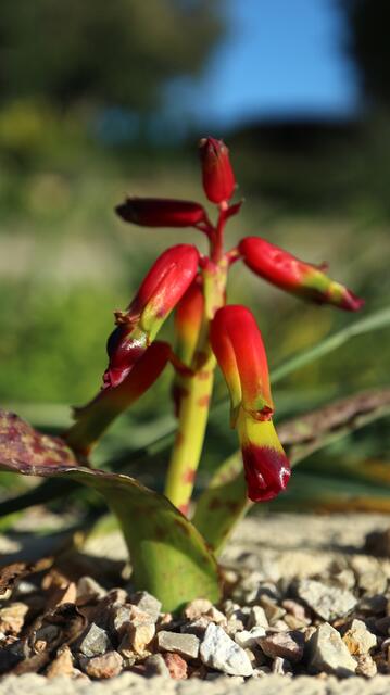 Lachenalia quadricolor