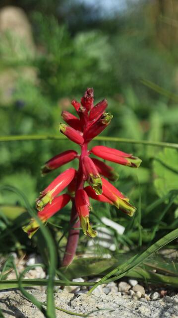 Lachenalia 'Rosabeth'