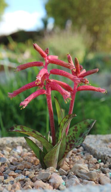 Lachenalia rubra