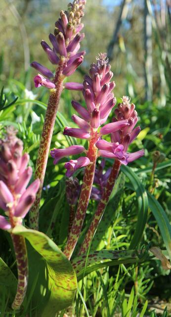 Lachenalia 'Rupert'