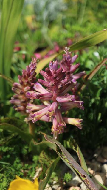Lachenalia 'Rupert'
