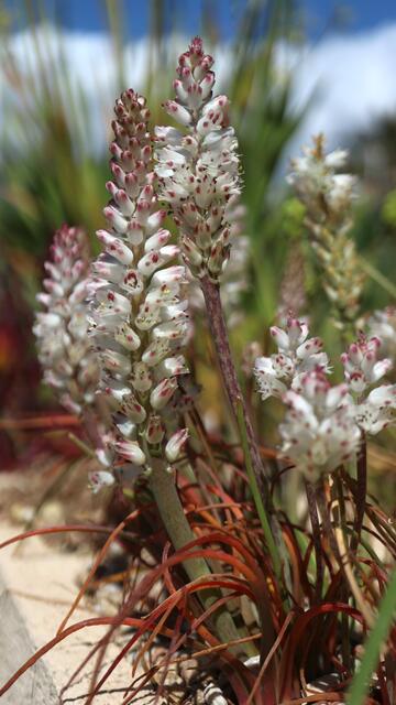 Lachenalia unicolor