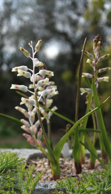Lachenalia uniflora