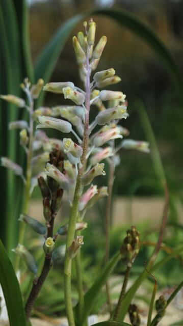 Lachenalia uniflora