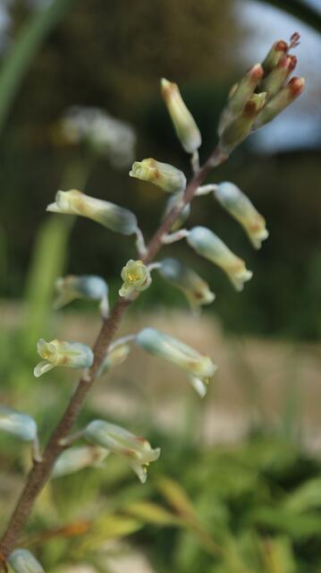 Lachenalia uniflora