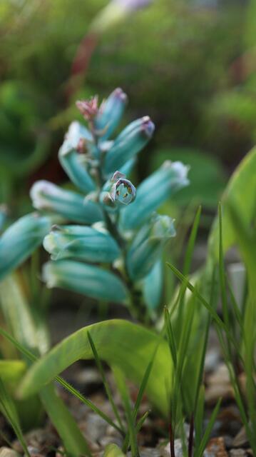 Lachenalia viridiflora
