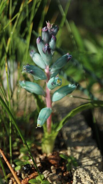 Lachenalia viridiflora