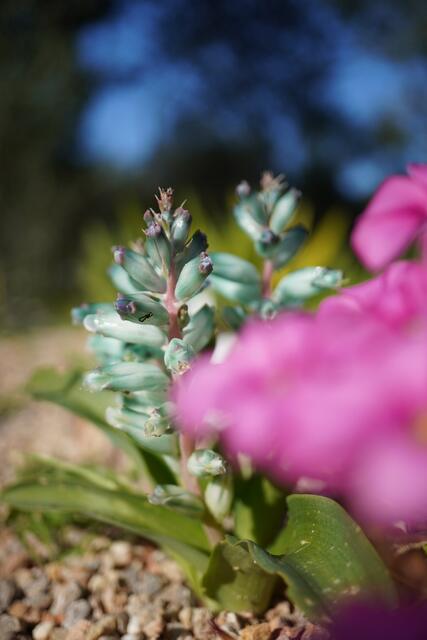 Lachenalia viridiflora