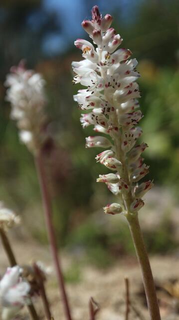 Lachenalia zeyheri