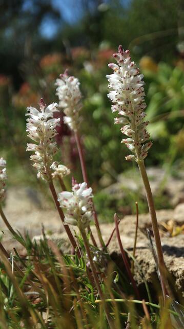 Lachenalia zeyheri