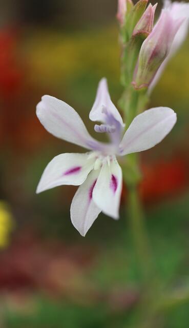 Lapeirousia divaricata