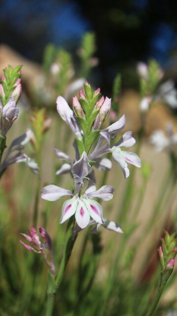 Lapeirousia divaricata