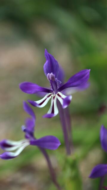 Lapeirousia jacquinii
