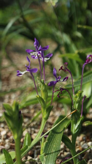 Lapeirousia jacquinii
