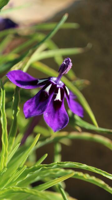 Lapeirousia oreogena