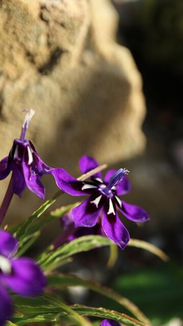 Lapeirousia oreogena
