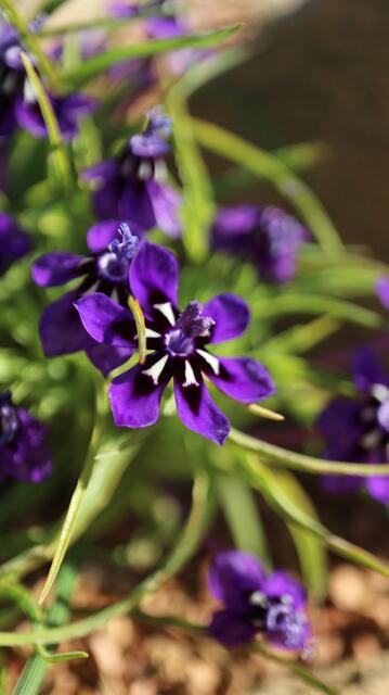 Lapeirousia oreogena