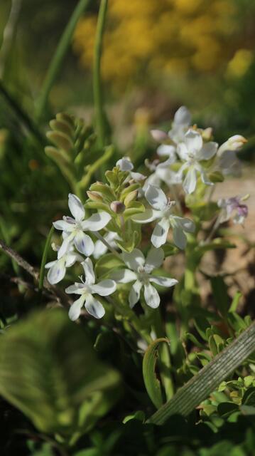 Lapeirousia pyramidalis