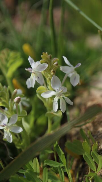 Lapeirousia pyramidalis