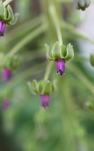 Leopoldia floribunda
