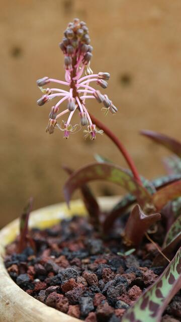 Leopoldia 'Gary Hammer'