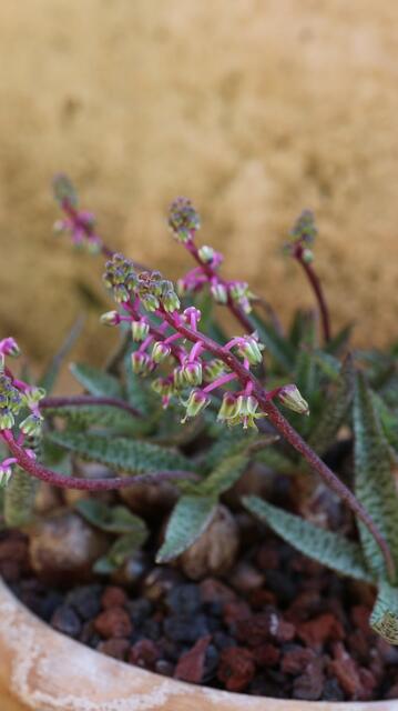 Leopoldia socialis var. minor