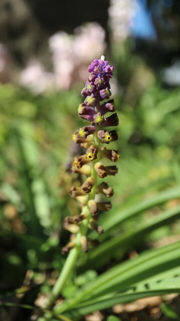 Leopoldia sp
