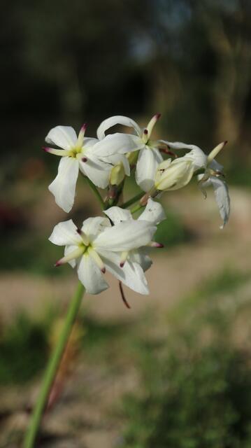 Leucocoryne appendiculata