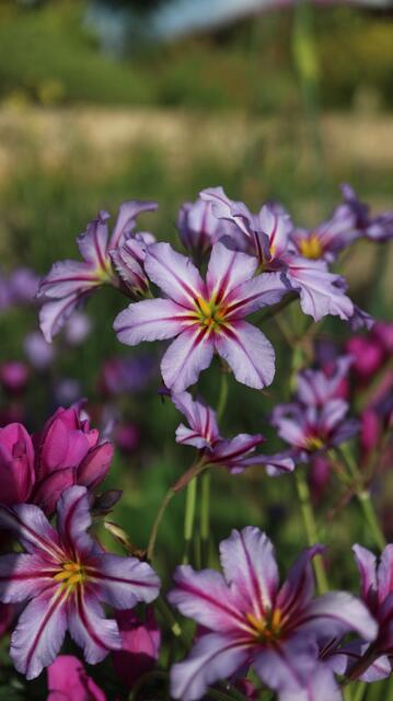 Leucocoryne purpurea