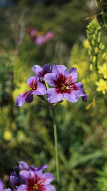 Leucocoryne purpurea 'Andes'