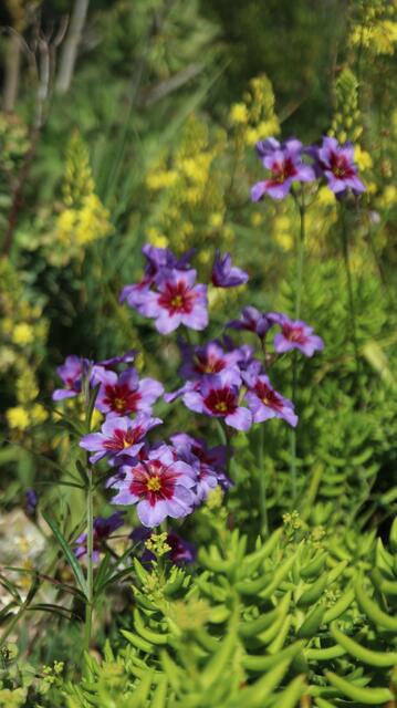 Leucocoryne purpurea 'Andes'