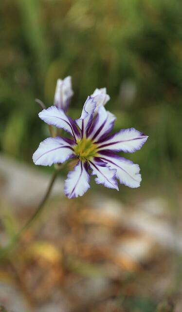 Leucocoryne vittata cv