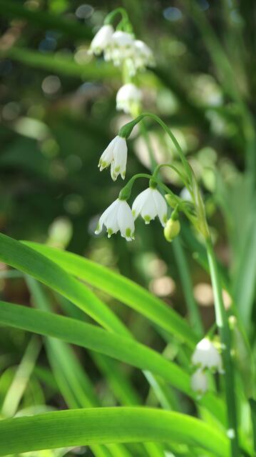Leucojum aestivum subsp. pulchellum