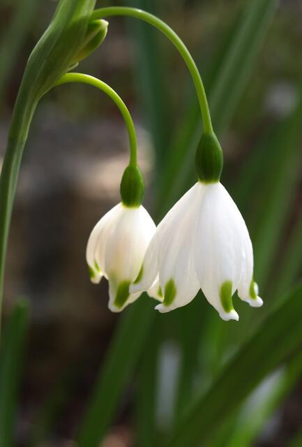 Leucojum vernum