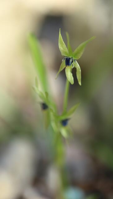 Miersia chilensis