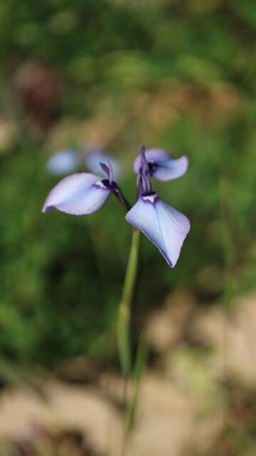 Moraea amabilis