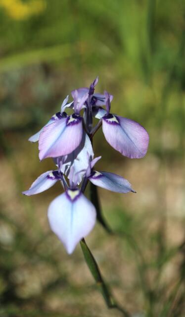 Moraea amabilis / ex Table Mountain