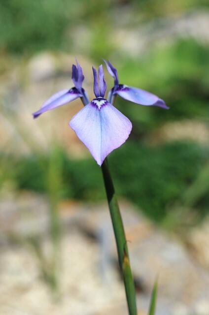 Moraea amabilis / ex Table Mountain