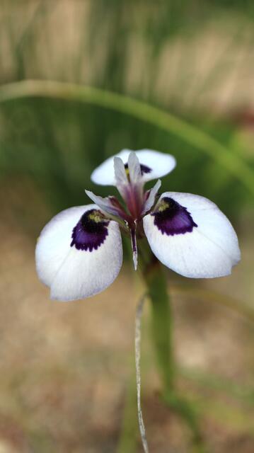 Moraea aristata