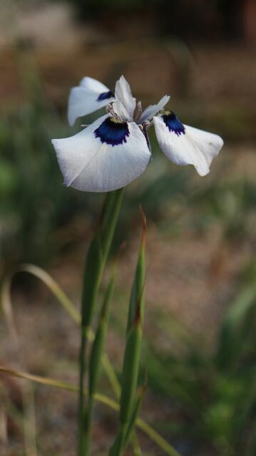 Moraea aristata