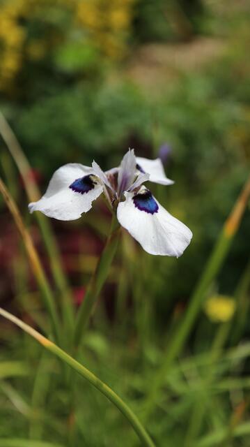 Moraea aristata