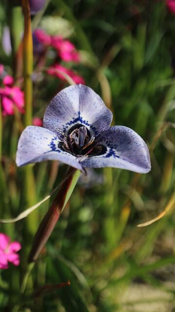 Moraea aristata x gigandra