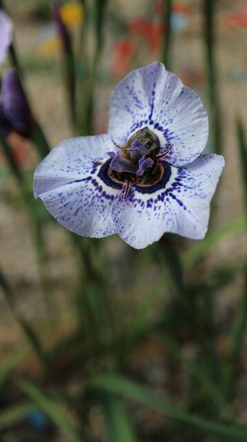Moraea aristata x gigandra