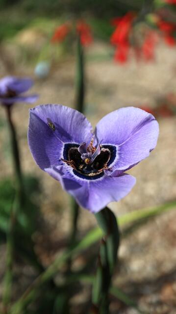 Moraea aristata x gigandra