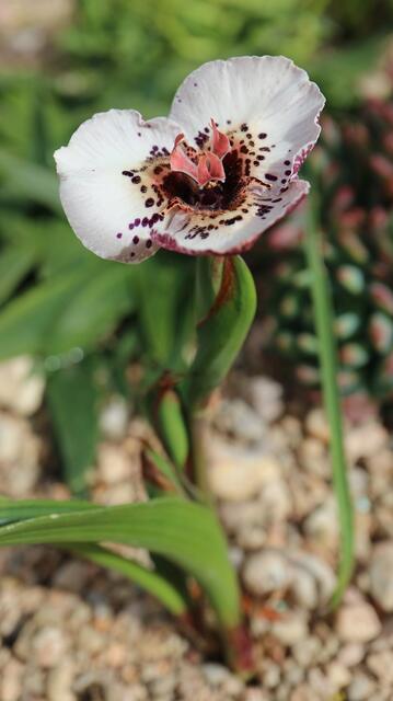 Moraea atropunctata