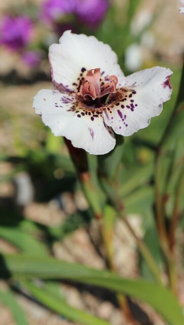 Moraea atropunctata
