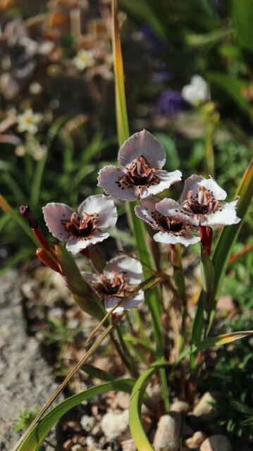 Moraea atropunctata